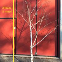 Betulle arredamento/allestimento negozi/ristoranti