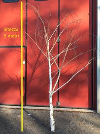 Betulle arredamento/allestimento negozi/ristoranti