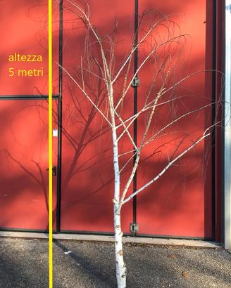 Betulle arredamento/allestimento negozi/ristoranti