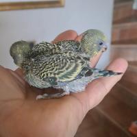 Cocorite allevati a mano