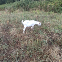 Capra