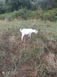 Capra