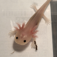 Axoloti leucistico (ambystoma mexicanun) rosa