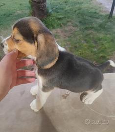 Cuccioli di Beagle