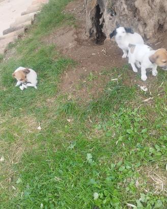 Jack Russel