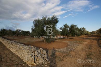 Terreno agricolo - San Vito dei Normanni