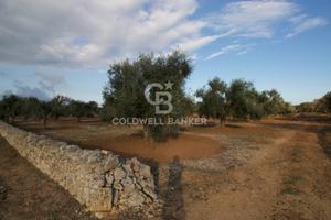 Terreno agricolo - San Vito dei Normanni