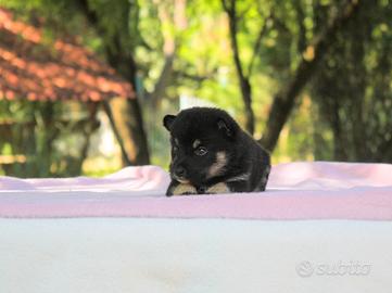 Cucciola di Shiba Inu Nero Focata