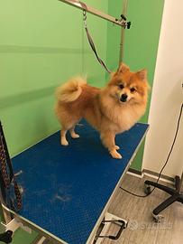 Spitz tedesco di Pomerania