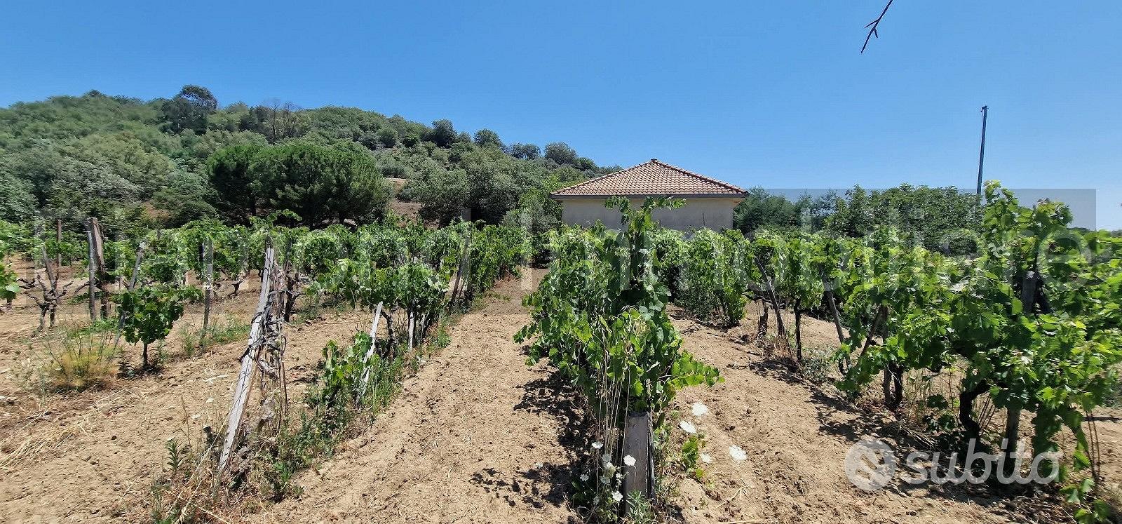 Terreno agricolo 7,5 ettari Castiglione di Sicilia - Vista 2
