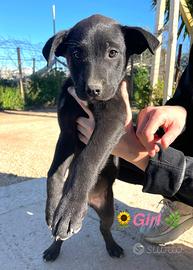 Cuccioli dolci casa adotta meticci pit vaccino