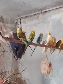 Cocorite finch