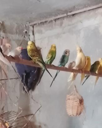Cocorite finch