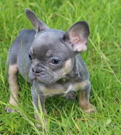 Bulldog francese lilac tan