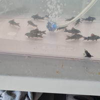 Corydoras black venezuela a 3