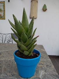 pianta aloe