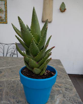 pianta aloe