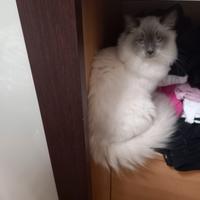 Gatto di razza