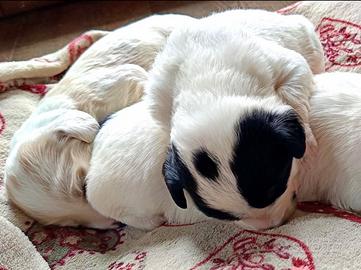 Cuccioli mix cocker&setter