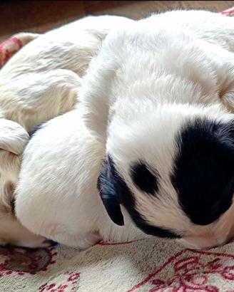 Cuccioli mix cocker&setter