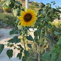 Semi di girasole gigante