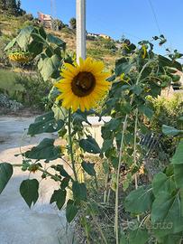 Semi di girasole gigante