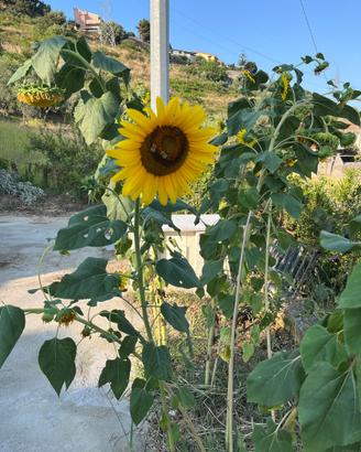 Semi di girasole gigante