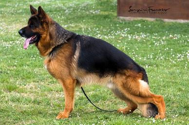 Cani da guardia e difesa