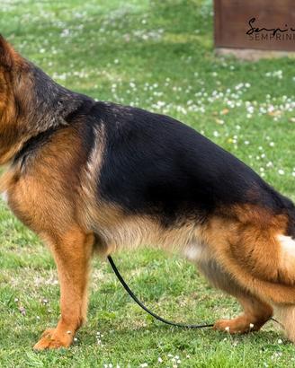 Cani da guardia e difesa