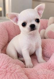 Chihuahua mini toy