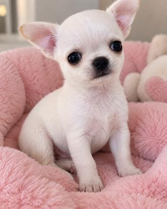 Chihuahua mini toy