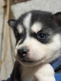 Cuccioli di Husky