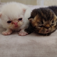 Disponibili gatti persiani