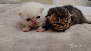 Disponibili gatti persiani