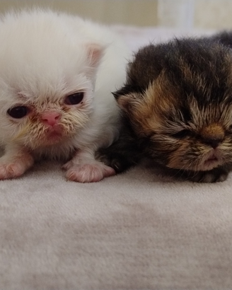 Disponibili gatti persiani