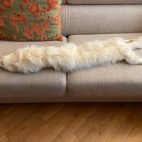 Sciarpa pelliccia volpe