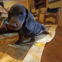 Bassotto femmina chocolate con pedigree Enci