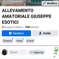 Cocorite Animali Esotici Uccelli Pappagalli Volati