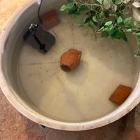 Mini pond