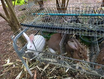 Conigli che arrivano a 4 kg