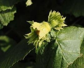 Vendita noccioleto in piena produzione