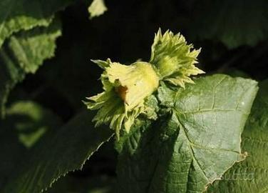 Vendita noccioleto in piena produzione