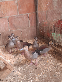 Coppie alzavole brasiliane