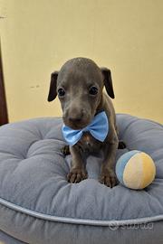 Cucciolo piccolo levriero italiano maschio