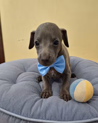 Cucciolo piccolo levriero italiano maschio