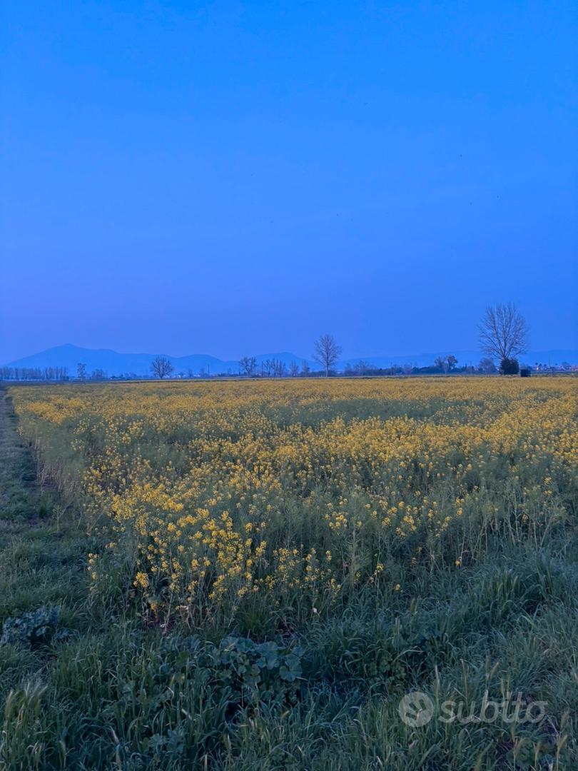 Terreno agricolo situato a Marcianise - Vista 2