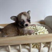 Cucciola