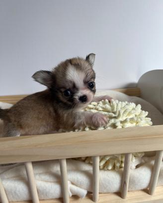 Cucciola