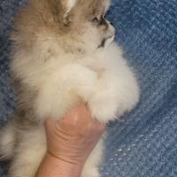 Ultimo maschietto Pomerania con Pedigree Enci