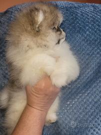 Ultimo maschietto Pomerania con Pedigree Enci
